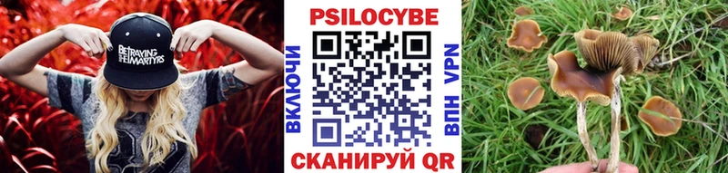 Псилоцибиновые грибы Cubensis  Великий Новгород 